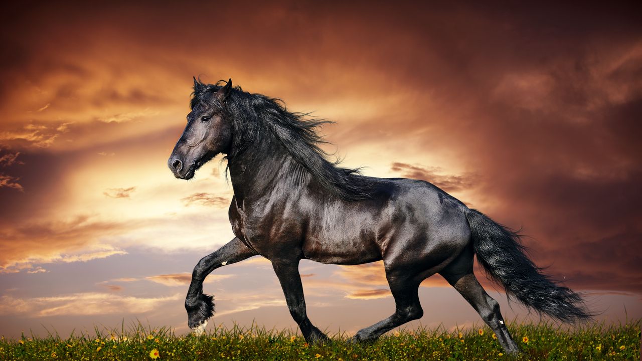 Wallpaper horse, running, sunset, field, grass, flowers