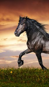Horse iphone 8/7/6s/6 for parallax wallpapers hd, desktop backgrounds  938x1668, images and pictures