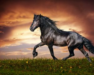 Preview wallpaper horse, running, sunset, field, grass, flowers