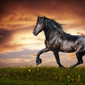 Preview wallpaper horse, running, sunset, field, grass, flowers