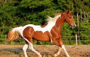 Preview wallpaper horse, running, trees, mane