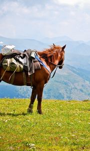 Preview wallpaper horse, saddle, mountains