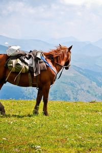 Preview wallpaper horse, saddle, mountains