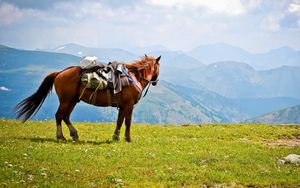 Preview wallpaper horse, saddle, mountains