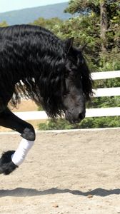 Preview wallpaper horse, sand, fence, walk, beautiful, shade