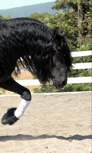 Preview wallpaper horse, sand, fence, walk, beautiful, shade