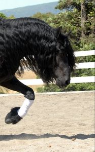 Preview wallpaper horse, sand, fence, walk, beautiful, shade