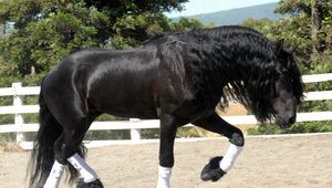 Preview wallpaper horse, sand, fence, walk, beautiful, shade