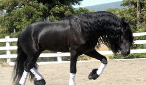 Preview wallpaper horse, sand, fence, walk, beautiful, shade