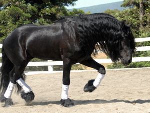 Preview wallpaper horse, sand, fence, walk, beautiful, shade