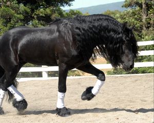 Preview wallpaper horse, sand, fence, walk, beautiful, shade