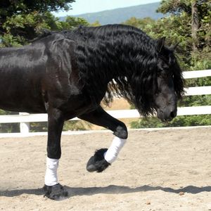 Preview wallpaper horse, sand, fence, walk, beautiful, shade