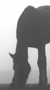 Preview wallpaper horse, shadow, fog, silhouette