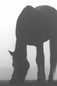 Preview wallpaper horse, shadow, fog, silhouette