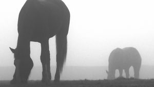 Preview wallpaper horse, shadow, fog, silhouette