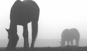 Preview wallpaper horse, shadow, fog, silhouette