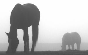 Preview wallpaper horse, shadow, fog, silhouette