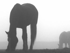 Preview wallpaper horse, shadow, fog, silhouette