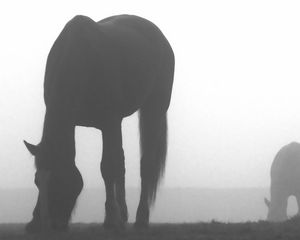 Preview wallpaper horse, shadow, fog, silhouette