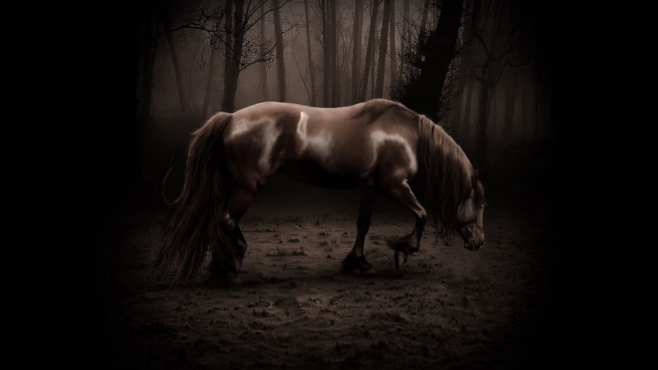 Wallpaper horse, shadow, forest, walk, beautiful