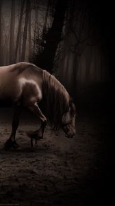 Preview wallpaper horse, shadow, forest, walk, beautiful