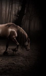 Preview wallpaper horse, shadow, forest, walk, beautiful