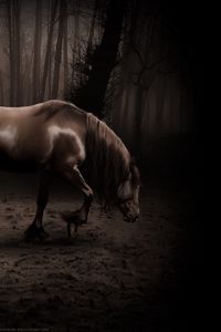 Preview wallpaper horse, shadow, forest, walk, beautiful