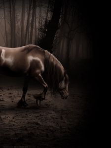 Preview wallpaper horse, shadow, forest, walk, beautiful