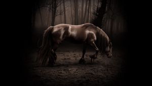 Preview wallpaper horse, shadow, forest, walk, beautiful