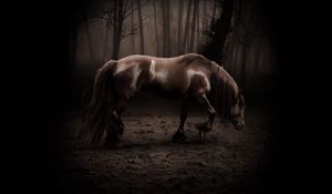 Preview wallpaper horse, shadow, forest, walk, beautiful