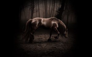 Preview wallpaper horse, shadow, forest, walk, beautiful