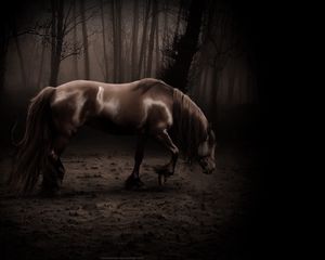 Preview wallpaper horse, shadow, forest, walk, beautiful