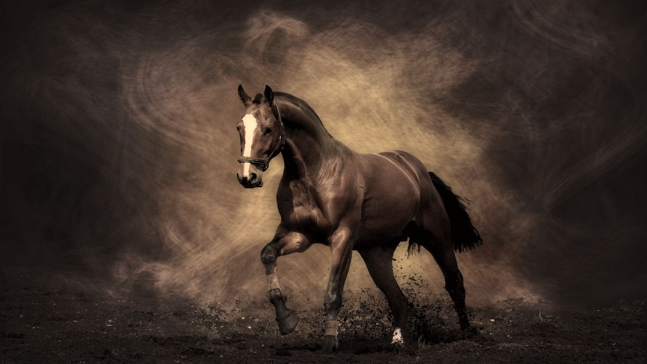 Wallpaper horse, shadow, smoke, dust, color