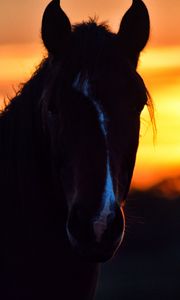 Preview wallpaper horse, silhouette, ears, mane, sunset
