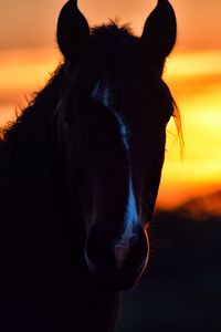 Preview wallpaper horse, silhouette, ears, mane, sunset