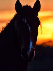 Preview wallpaper horse, silhouette, ears, mane, sunset