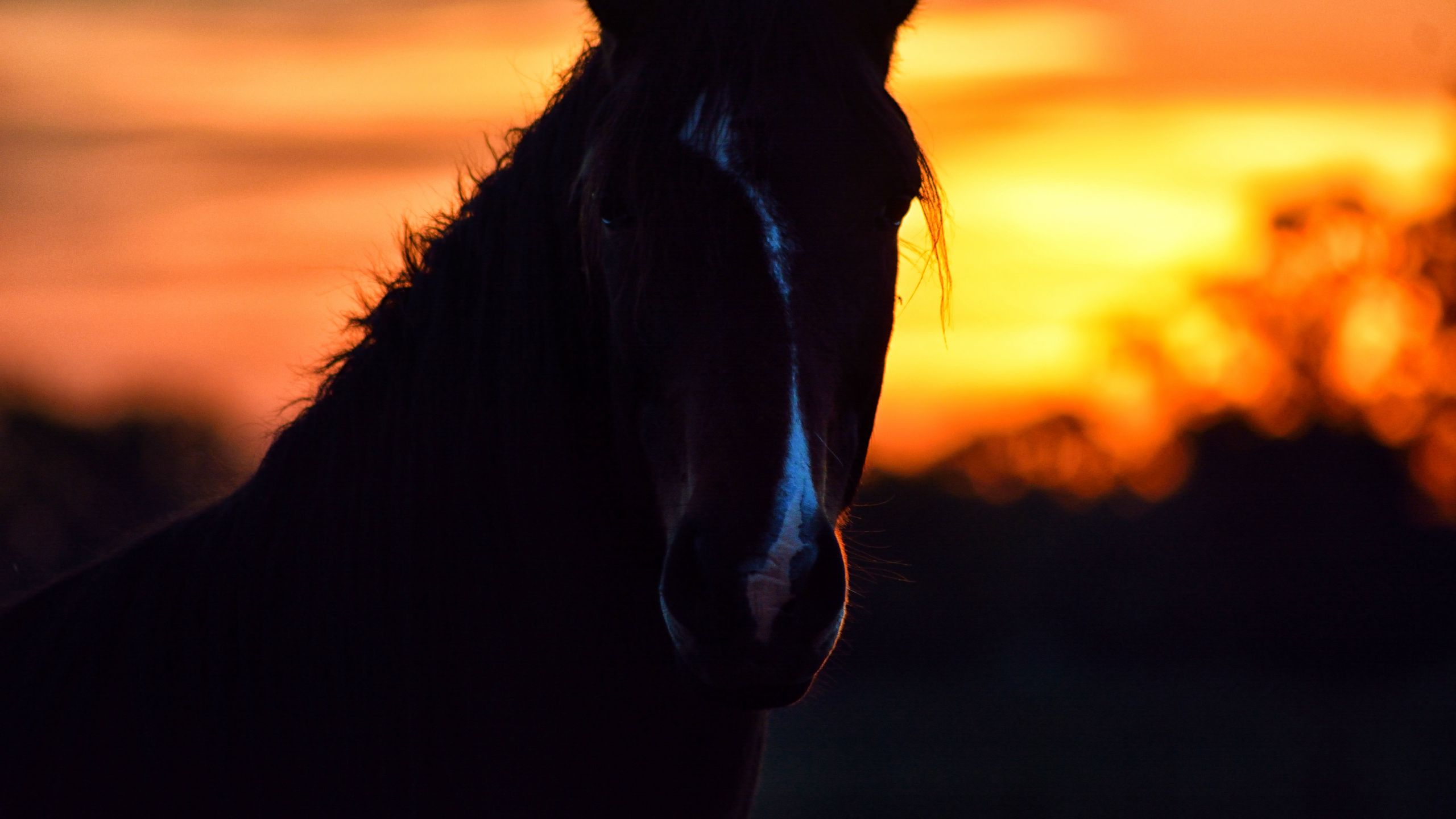 Download wallpaper 2560x1440 horse, silhouette, ears, mane, sunset