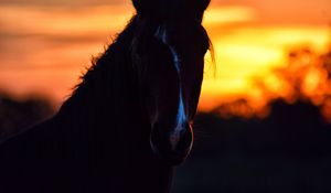 Preview wallpaper horse, silhouette, ears, mane, sunset