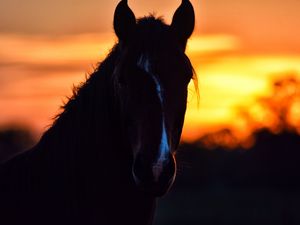 Preview wallpaper horse, silhouette, ears, mane, sunset