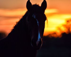 Preview wallpaper horse, silhouette, ears, mane, sunset