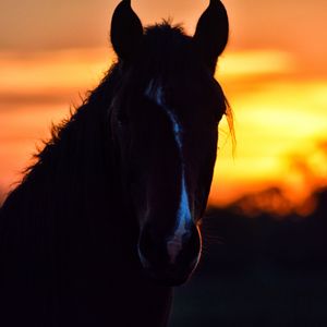 Preview wallpaper horse, silhouette, ears, mane, sunset