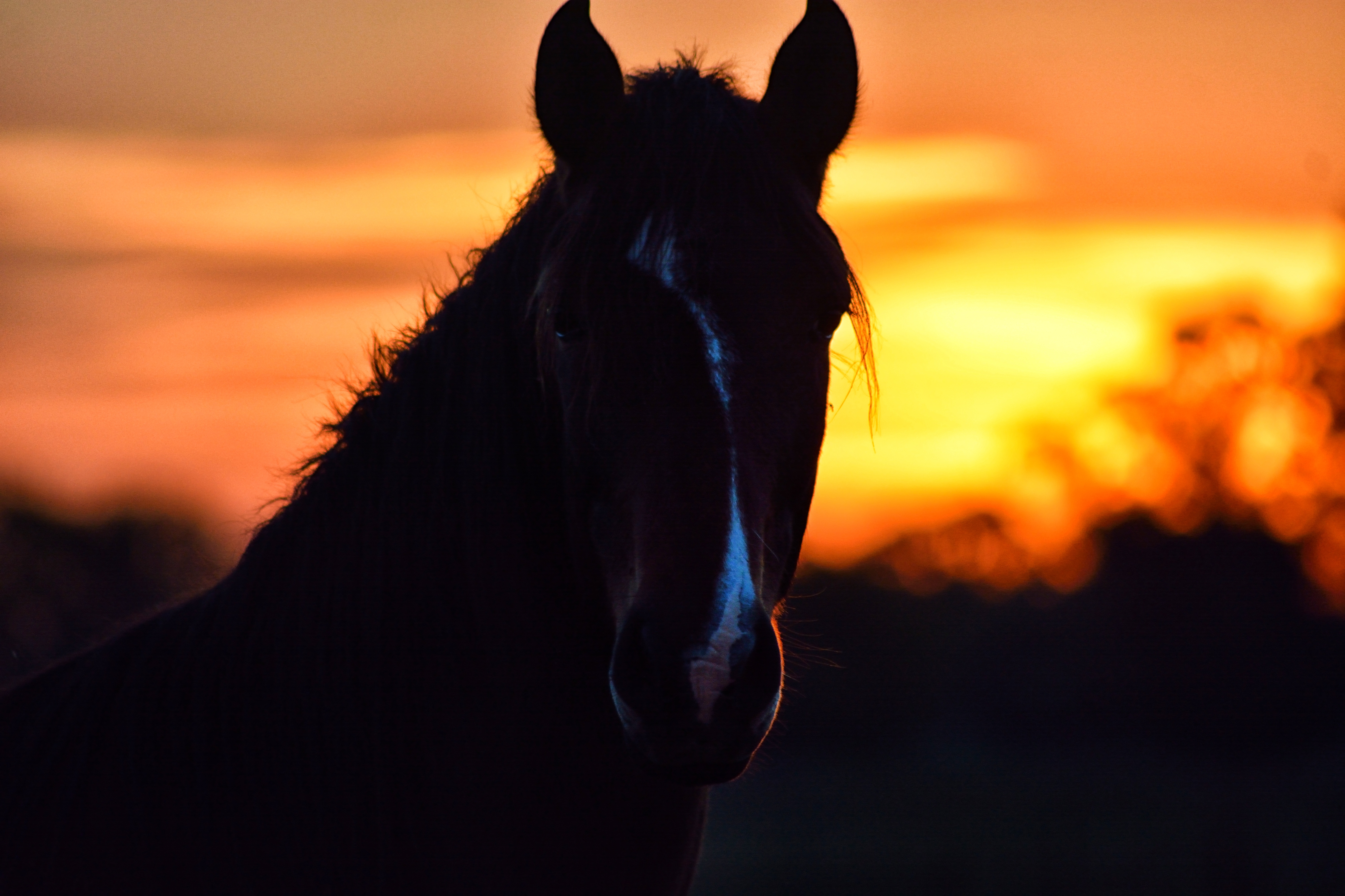 6000x4000 Wallpaper horse, silhouette, ears, mane, sunset