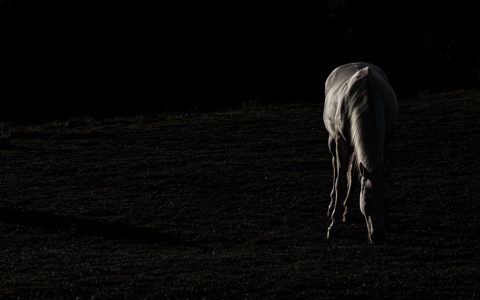 1680x1050 Wallpaper horse, silhouette, grass, dark