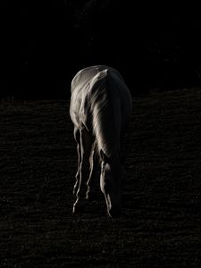 Preview wallpaper horse, silhouette, grass, dark