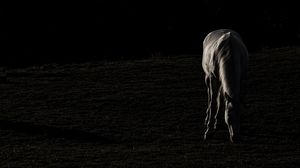 Preview wallpaper horse, silhouette, grass, dark