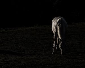 Preview wallpaper horse, silhouette, grass, dark