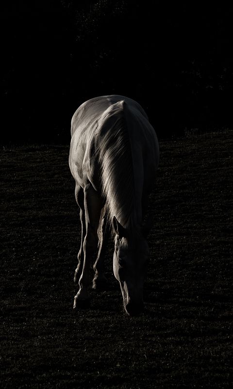 480x800 Wallpaper horse, silhouette, grass, dark