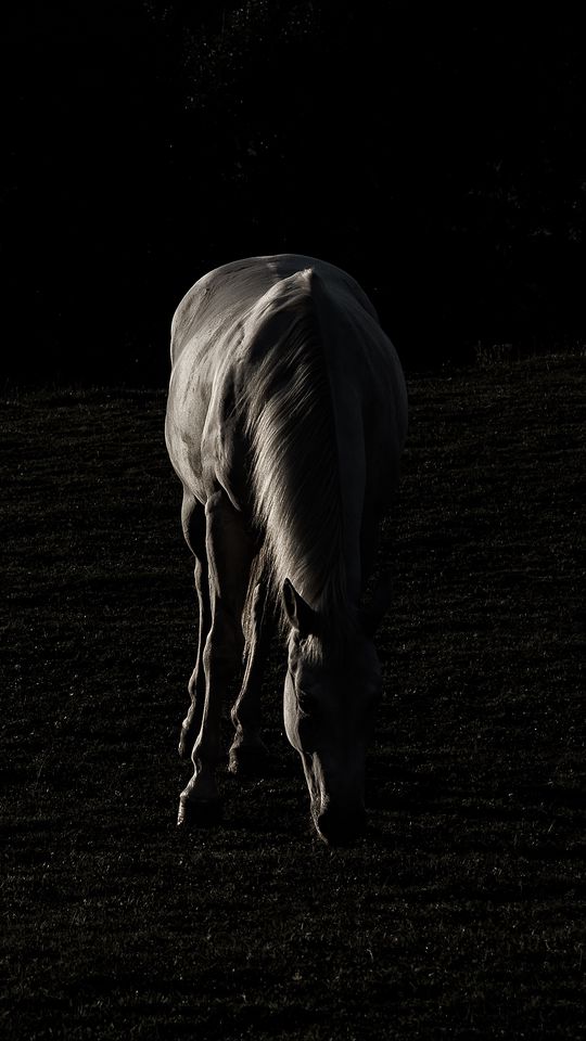 540x960 Wallpaper horse, silhouette, grass, dark