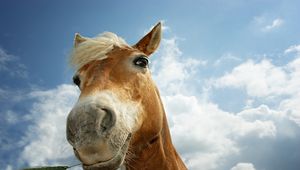 Preview wallpaper horse, sky, clouds, mane, head