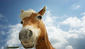 Preview wallpaper horse, sky, clouds, mane, head